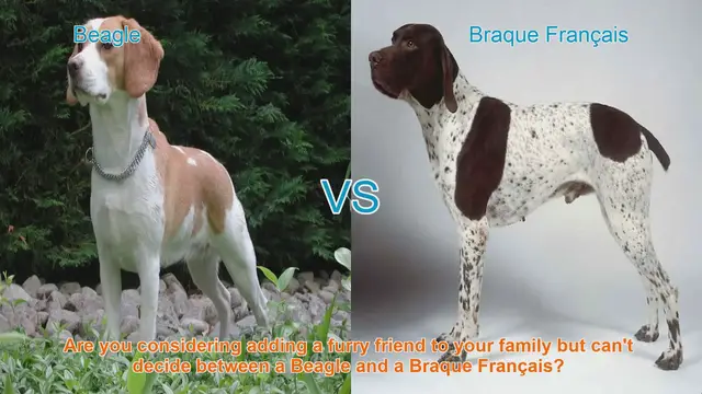 Video thumbnail for Beagle vs. Braque Français: Choosing the Right Dog Breed for Your Family
