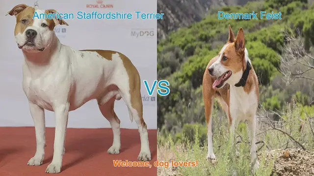 Video thumbnail for American Staffordshire Terrier vs. Denmark Feist: A Comparison of Two Dog Breeds