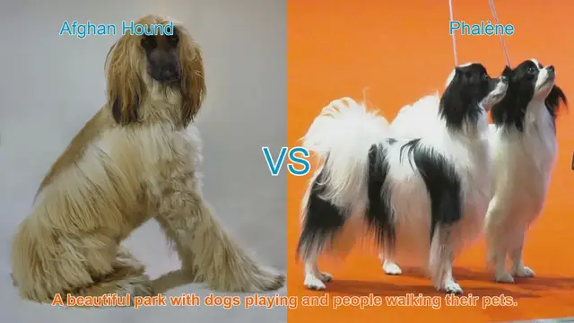 Video thumbnail for Comparing Afghan Hound and Phalène: Appearance, Temperament, and Care