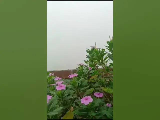 'Video thumbnail for Good Morning Everyone #goodmorning #winter #fog #birdsounds'