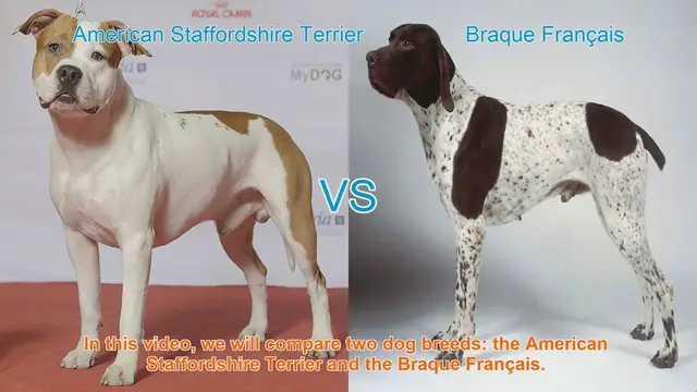 Video thumbnail for American Staffordshire Terrier vs. Braque Français: A Comprehensive Comparison