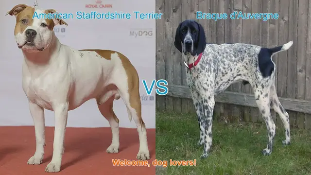 Video thumbnail for Dog Breed Comparison: American Staffordshire Terrier vs. Braque d'Auvergne