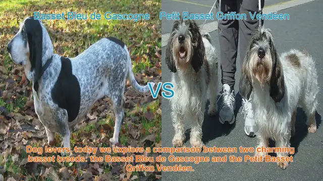 Video thumbnail for Basset Bleu de Gascogne vs. Petit Basset Griffon Vendéen: A Charming Comparison