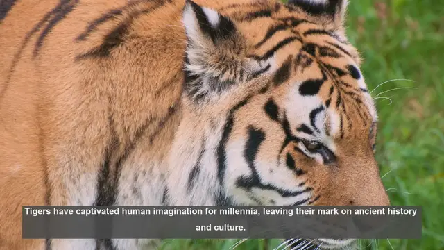 Video thumbnail for 10 Most Famous Tigers in Ancient History