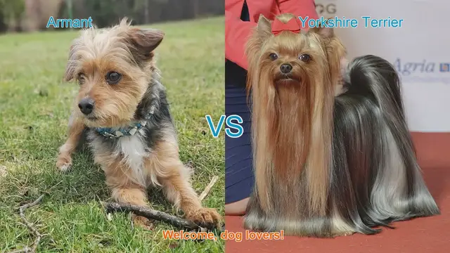 Video thumbnail for Armant vs. Yorkshire Terrier: A Comparison of Two Distinct Dog Breeds