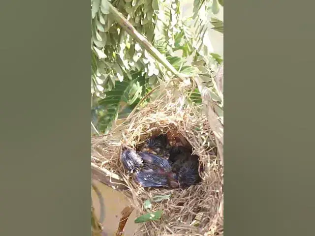 'Video thumbnail for Babies Bird Cries Feed Eat (EP-92)  #birds #nature #birdfeeding #birdwatching'