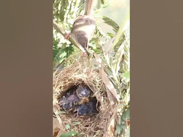 'Video thumbnail for Babies Bird Cries Feed Eat (EP-94)  #birds #nature #birdfeeding #birdwatching'