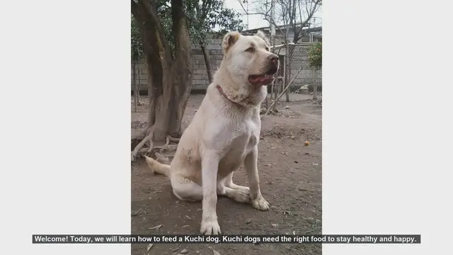 Video thumbnail for How to Properly Feed Your Kuchi Dog: Tips for a Healthy and Happy Pet
