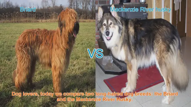 Video thumbnail for Briard vs. Mackenzie River Husky: A Comparison of Long-Haired Dog Breeds