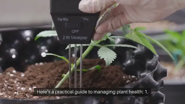 Video thumbnail for How to Prevent and Treat Indoor Plant Diseases