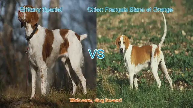 Video thumbnail for Brittany Spaniel vs. Chien Français Blanc et Orange: A Comprehensive Comparison