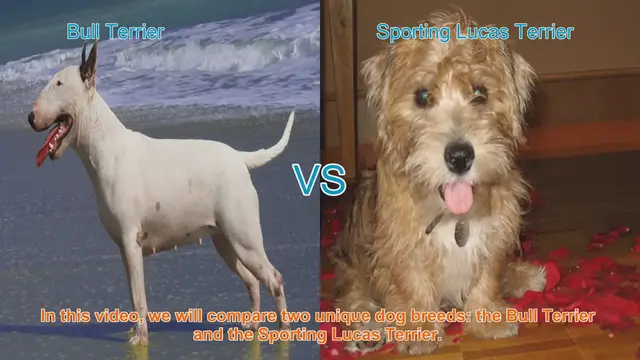 Video thumbnail for Bull Terrier vs. Sporting Lucas Terrier: A Breed Comparison