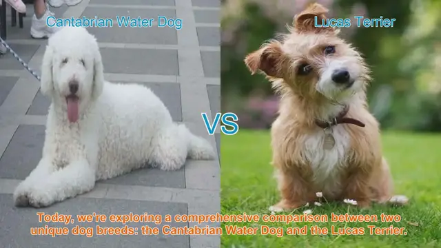 Video thumbnail for Dog Breed Comparison: Cantabrian Water Dog vs. Lucas Terrier