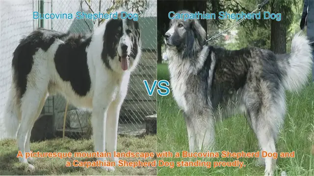 Video thumbnail for Bucovina vs. Carpathian Shepherd Dogs: A Comprehensive Breed Comparison