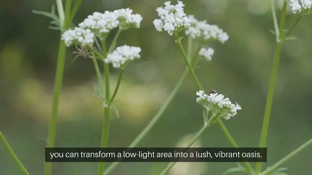 Video thumbnail for Best Plants For A Shade Garden