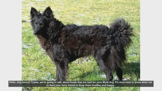 Video thumbnail for Foods to Avoid Feeding Your Mudi Dog: Essential Tips for Dog Owners