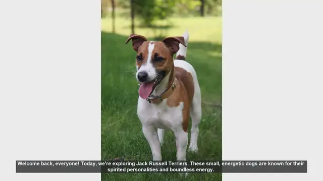 Video thumbnail for Is a Jack Russell Terrier the Right Dog for You? Pros and Cons Explained!