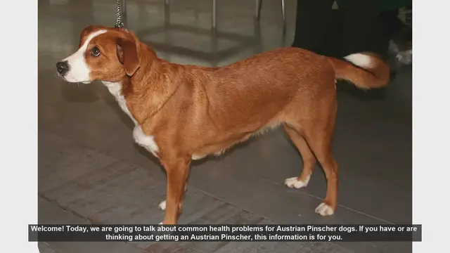 Video thumbnail for Common Health Problems in Austrian Pinscher Dogs: Prevention and Care Tips