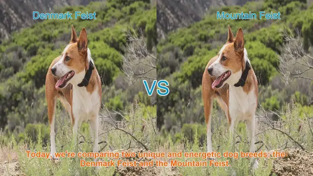 Video thumbnail for Denmark Feist vs. Mountain Feist: A Comparison of Energetic Dog Breeds