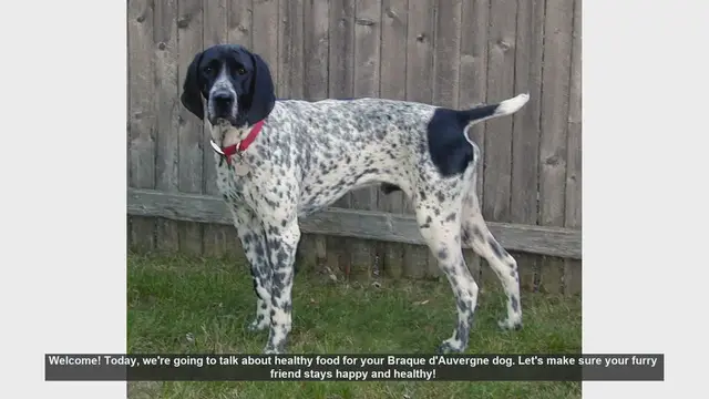Video thumbnail for Healthy Food Tips for Your Braque d'Auvergne Dog