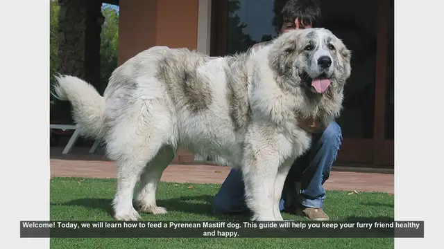 Video thumbnail for How to Feed Your Pyrenean Mastiff: A Complete Guide