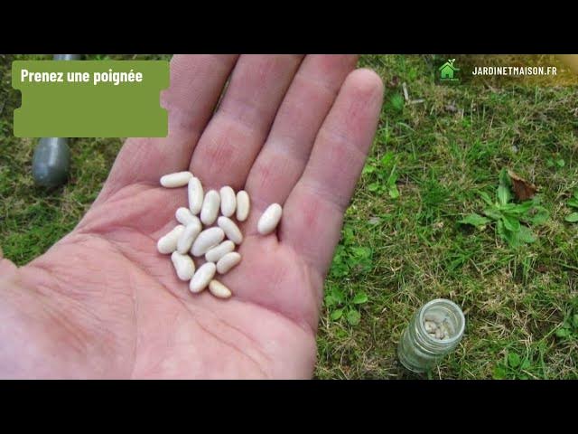 Video thumbnail for Comment semer des haricots verts en poquets