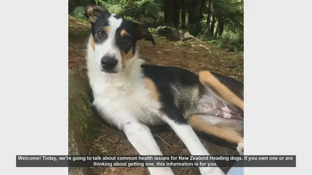 Video thumbnail for Common Health Issues in New Zealand Heading Dogs: What You Need to Know