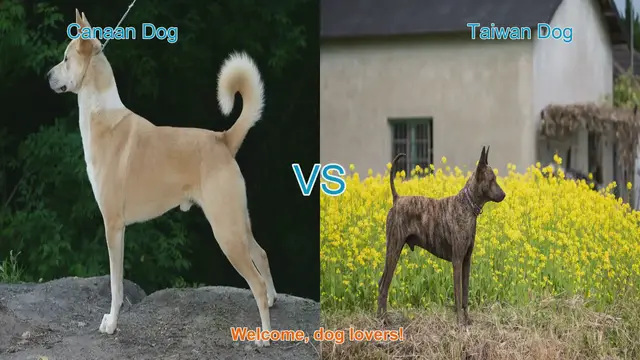 Video thumbnail for Canaan Dog vs. Taiwan Dog: A Comparison of Ancient Breeds