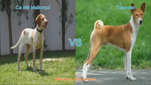 Video thumbnail for Dog Breed Showdown: Ca Mè Mallorquí vs. Telomian