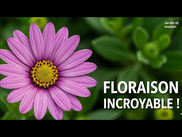 Video thumbnail for Ostéospermum : Le Secret d'une Floraison INCROYABLE Tout l'Été !