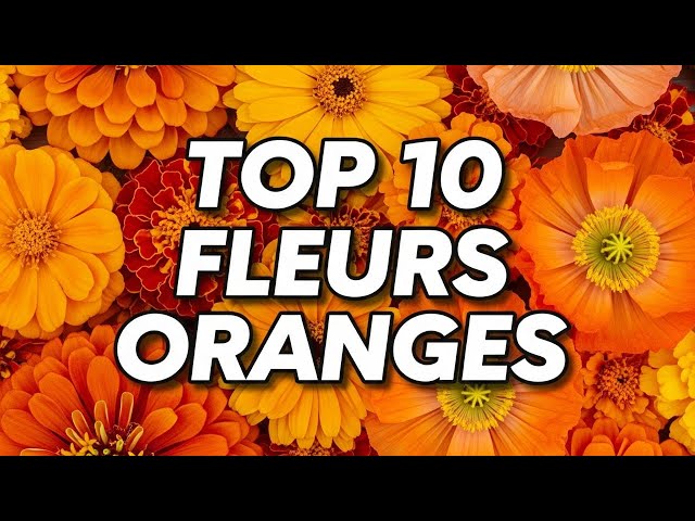 Video thumbnail for Transformez Votre Jardin avec ces 10 Fleurs ORANGES Étonnantes