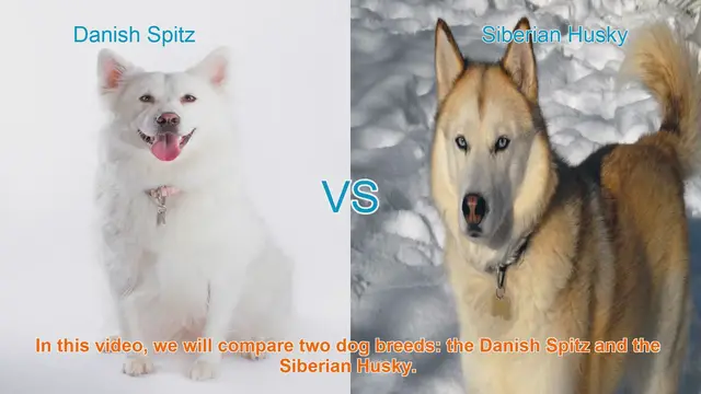 Video thumbnail for Danish Spitz vs. Siberian Husky: A Breed Comparison
