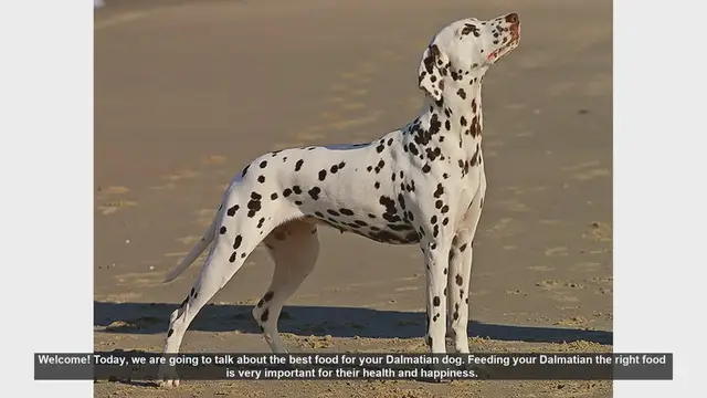 Video thumbnail for Best Food for Your Dalmatian: Essential Nutrition Tips
