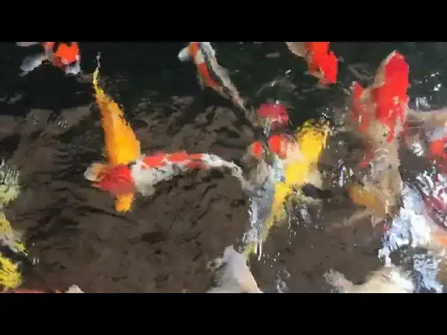 Video thumbnail for How to Clean a Koi Pond with Heavy Sediment: A Step-by-Step Guide