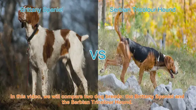 Video thumbnail for Brittany Spaniel vs. Serbian Tricolour Hound: A Comprehensive Comparison