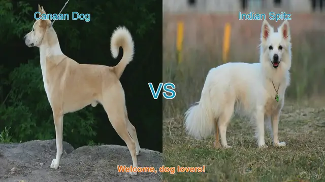 Video thumbnail for Canaan Dog vs. Indian Spitz: A Comparative Guide for Dog Lovers