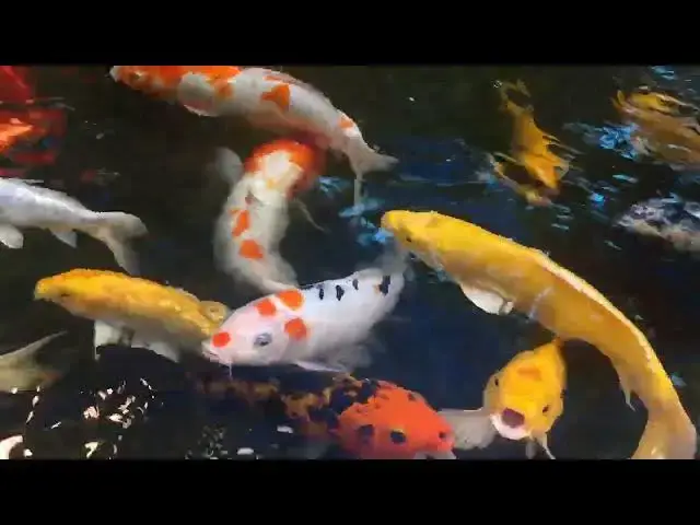 Video thumbnail for How to Prepare Your Koi for Competitions: A Complete Guide