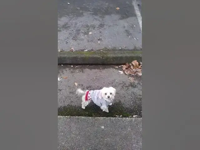 Video thumbnail for She ain't no damn Christmas present