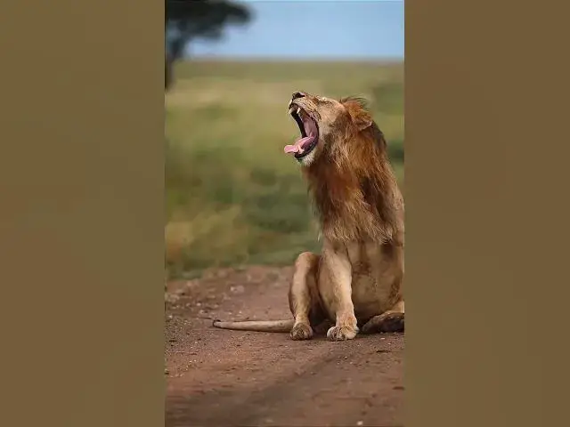 Video thumbnail for When the King of the Jungle Wakes Up... 😳👑