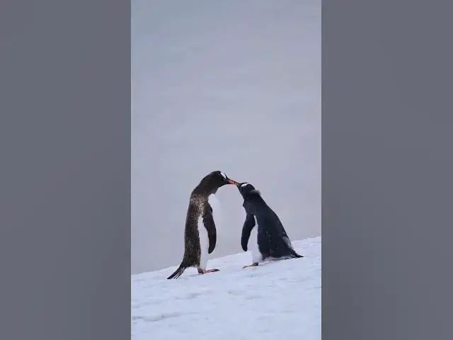 Video thumbnail for How Penguins Say "I Love You" 🥰❄️ #shorts #shortsfeed