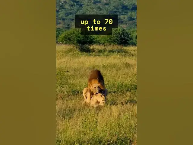 Video thumbnail for The BRUTAL Lion Honeymoon & Mating! 😱🦁 #shorts  #animals
