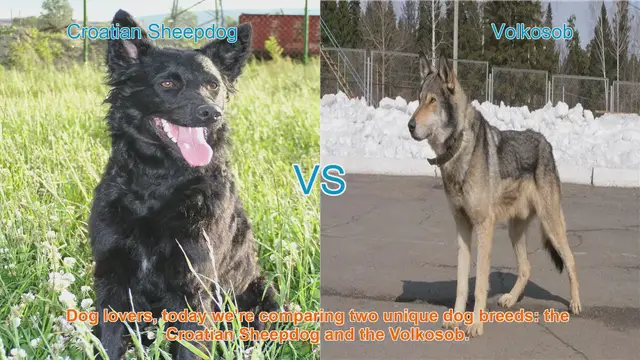 Video thumbnail for Comparing Croatian Sheepdog and Volkosob: A Guide for Dog Lovers