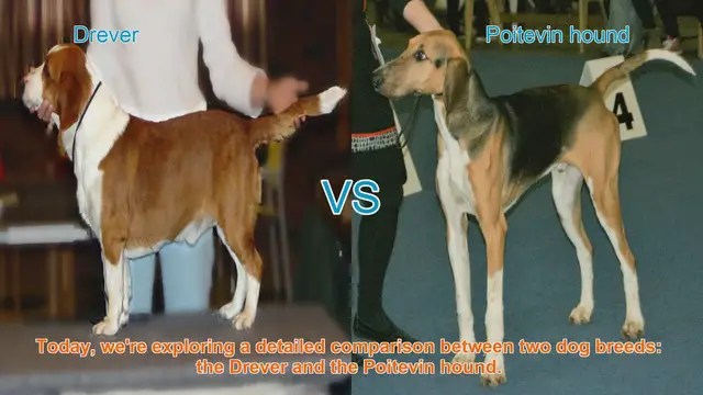Video thumbnail for Drever vs. Poitevin Hound: A Comprehensive Breed Comparison