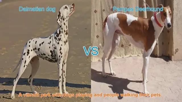 Video thumbnail for Dalmatian vs. Pampas Deerhound: A Comparative Guide