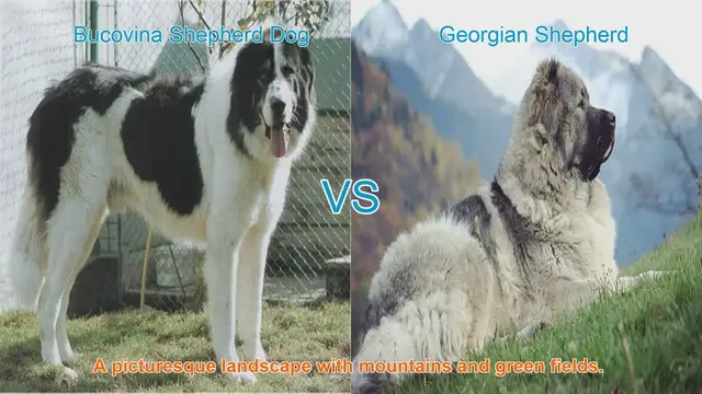 Video thumbnail for Bucovina Shepherd Dog vs. Georgian Shepherd: A Comparative Guide