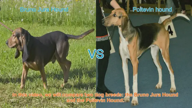 Video thumbnail for Comparing Bruno Jura Hound and Poitevin Hound: A Comprehensive Guide