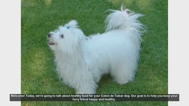 Video thumbnail for Healthy Diet Tips for Your Coton de Tulear Dog