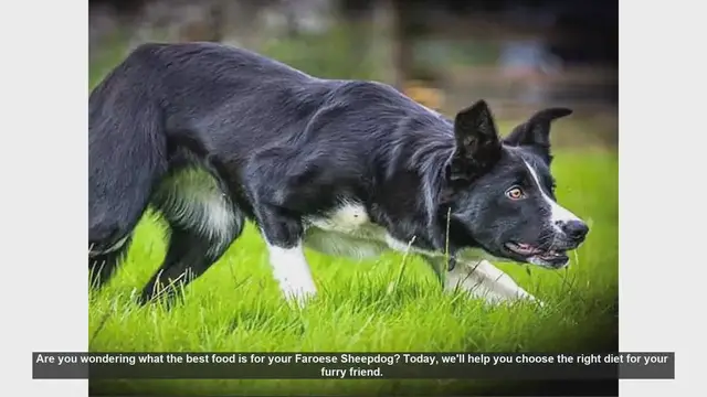 Video thumbnail for Best Diet for Your Faroese Sheepdog: Essential Tips