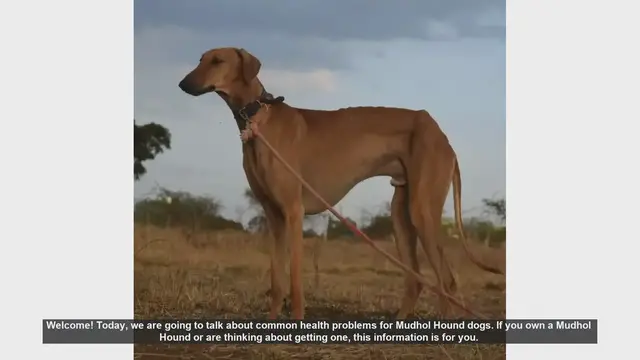 Video thumbnail for Common Health Problems in Mudhol Hound Dogs
