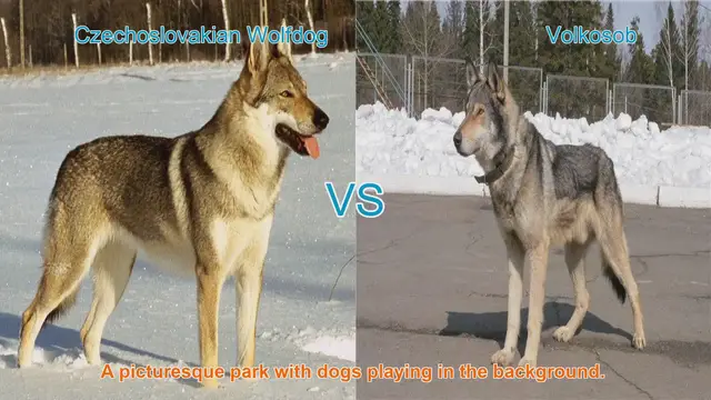 Video thumbnail for Exploring Czechoslovakian Wolfdogs and Volkosobs: Origins, Characteristics, and Care